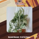 دانلود آهنگ حسین قوامی تو ای پری کجایی